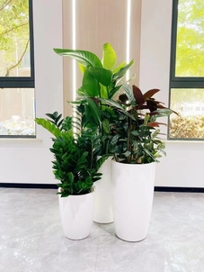 鄞州花木租摆哪家出色？快来这里一探究竟