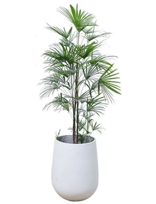 江北植物租赁专业